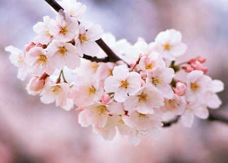 樱花用英语怎么说